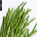 SpeciesSub: var. imbricarium